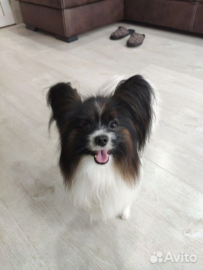 Вязка Папильон