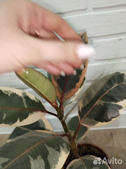 Фикус эластика тинеке комнатные растения цветы