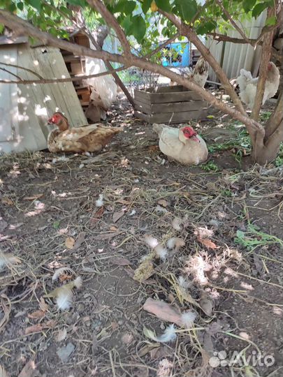 Индоутята, петухи Маран черно медный