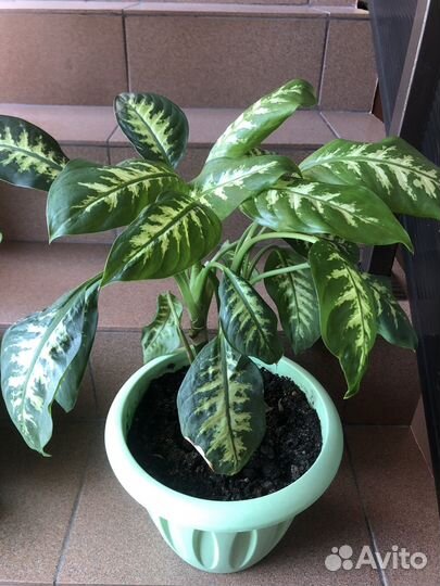 Диффенбахия куставая