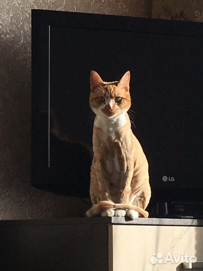 Отдам в добрые руки кошку