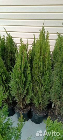 Туя 70-80 см