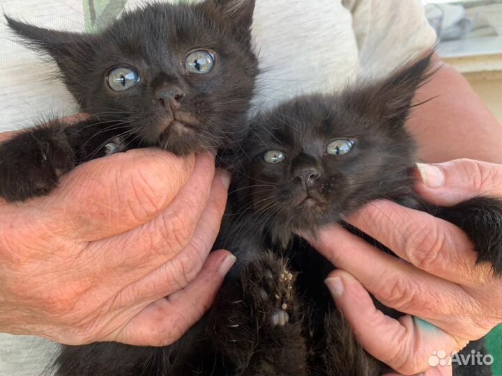 Счастливый котик - 03.05.23