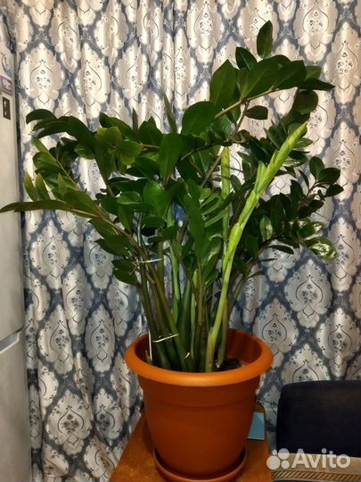 Замиокулькас