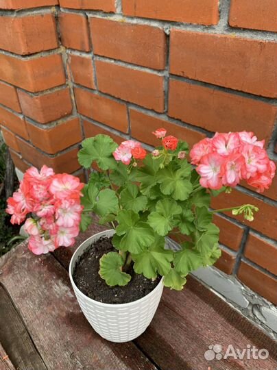 Пеларгония герань