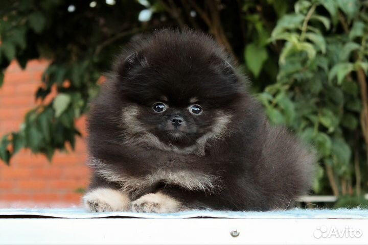 Померанский шпиц девочка