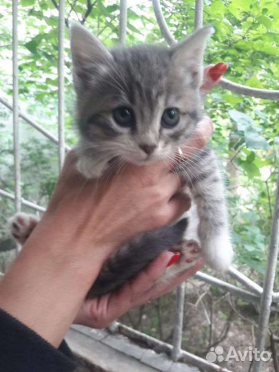 Отдам бесплатно в добрые руки