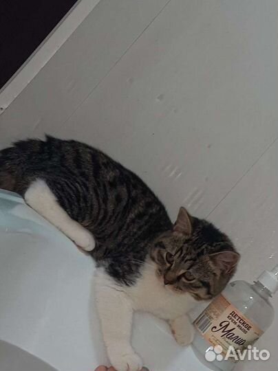 Котик в дар