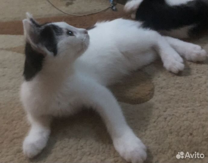 Кошечка Даша ждет добрые ручки