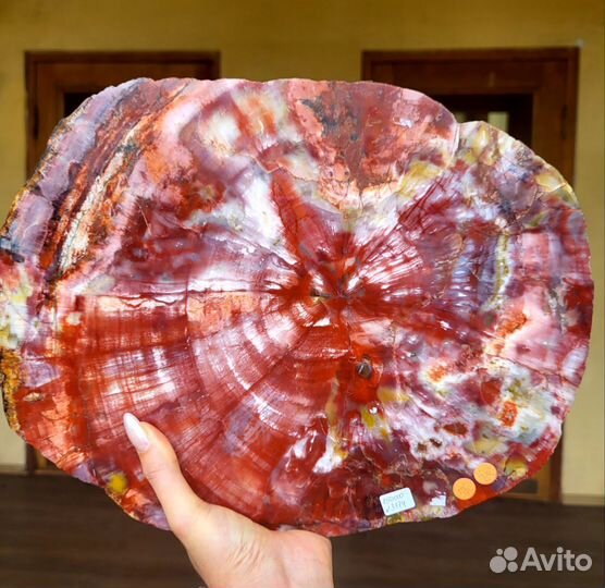 Окаменелое дерево