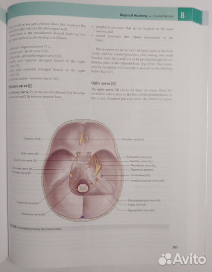 Gray's Anatomy for Students 5th Edition