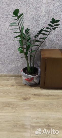 Замиокулькас