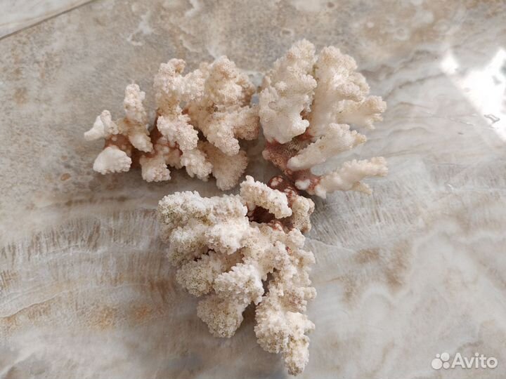 Коралл морской