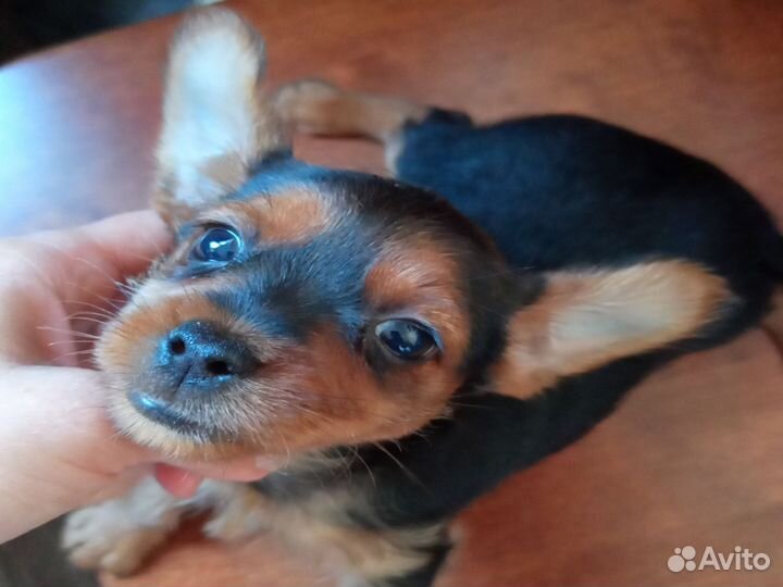 Мини той-терьер