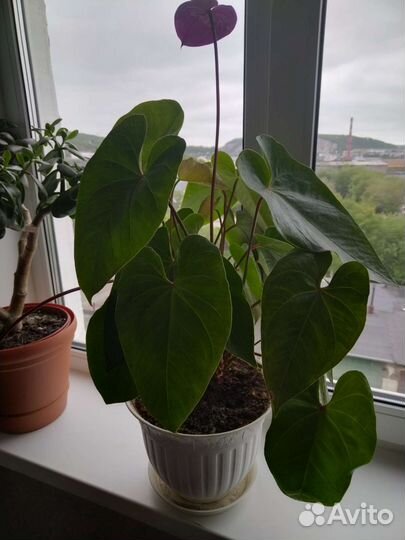 Продам цветы комнатные
