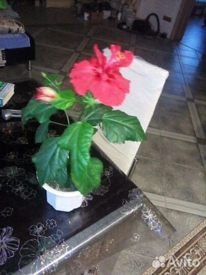 Гибискусы. Сортовые