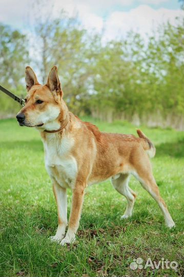Собака в добрые руки отдам бесплатно