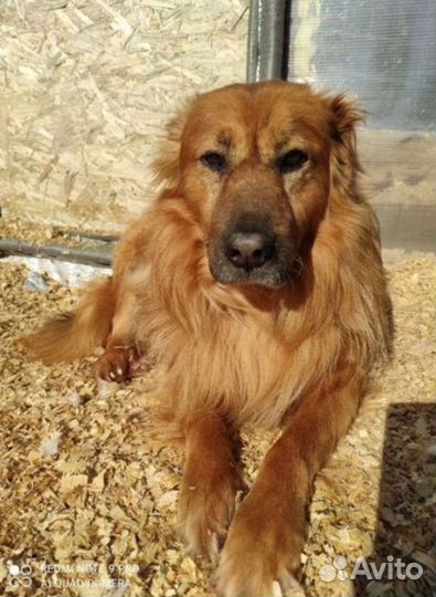 Собака ищет дом