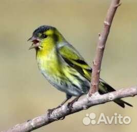 Чижи, певчие птицы, Балашиха, мКурская