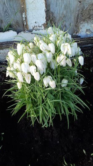 Участок 20 сот. (ИЖС)