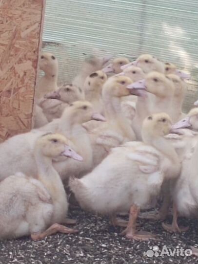 Утки муларды