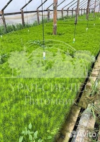 Голубая ель зкс сеянцы