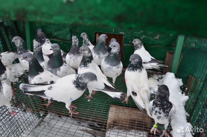 Венгерские голуби