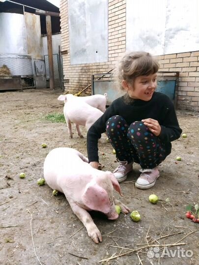 Продам племянных поросят