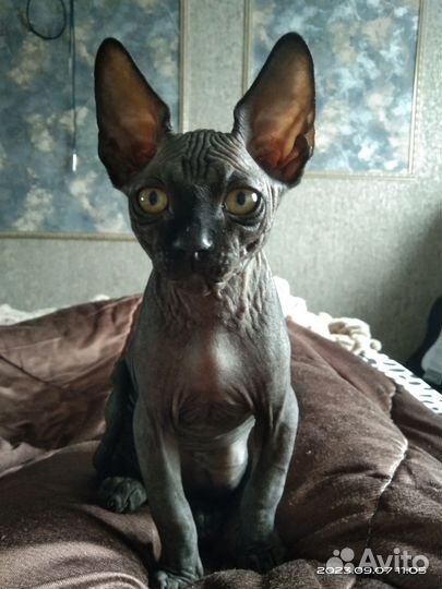 Канадский сфинкс