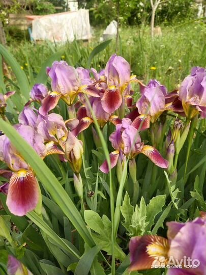 Ирисы бордюрные микс