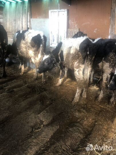 Бекки телки