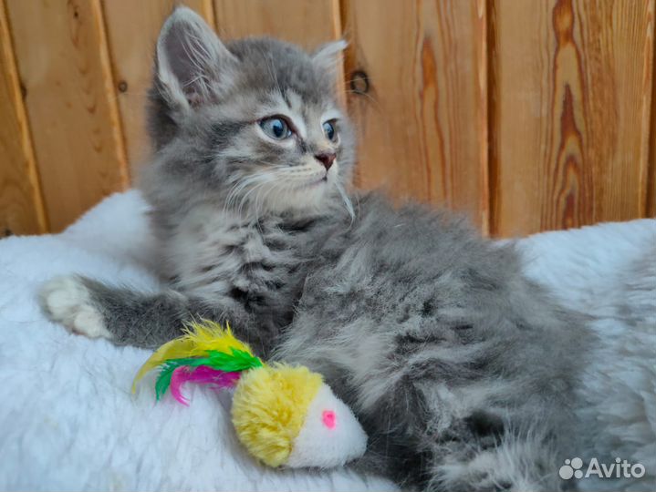 Котик