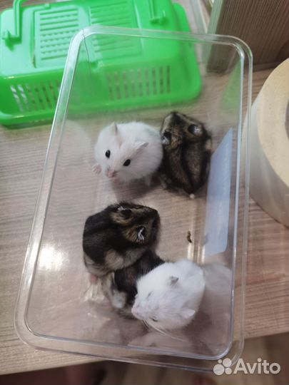 Джунгарский хомяк