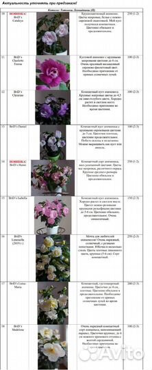 Ахименесы 87 сортов