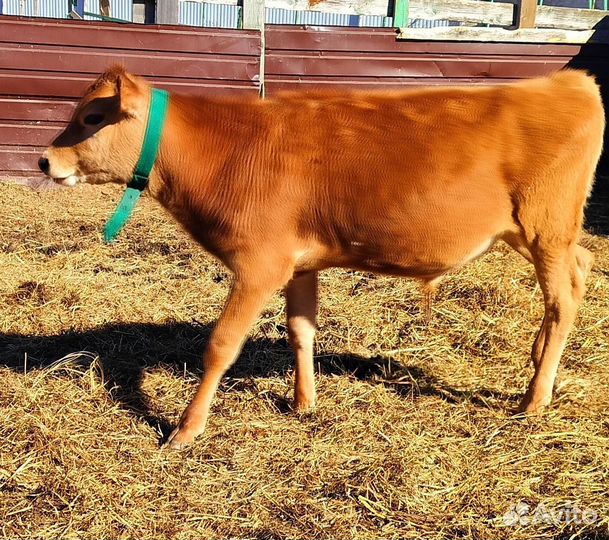 Телята джерси. Племенная пара