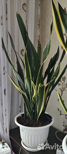 Сансевиерия/Щучий хвост