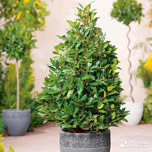 Семена лавр благородный урожай 2023 года