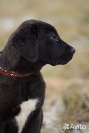 В добрые руки