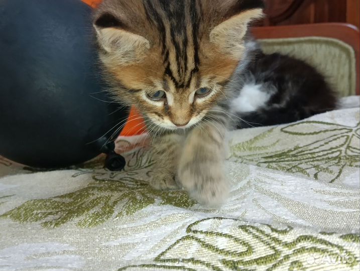 Котята мейн-кун
