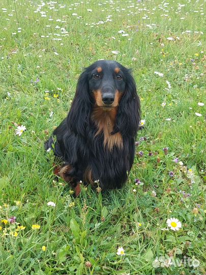 Кобель длинношерстной таксы для вязки