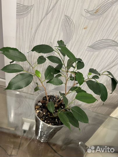 Фикус бенджамина