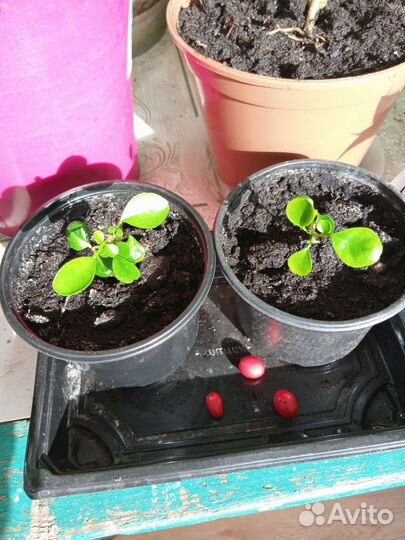 Мурайя метельчатая