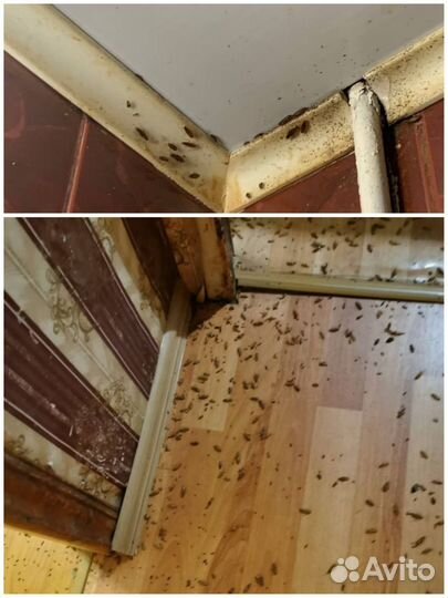 Уничтожить тараканов, клещей, ос, кротов, клопов