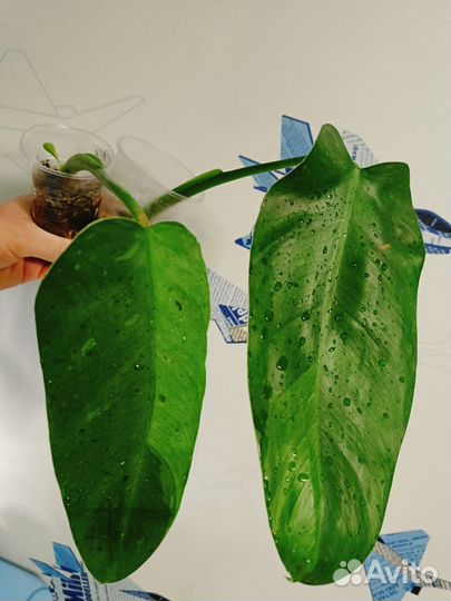 Филодендрон хосе буэно