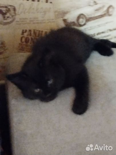 Кошка