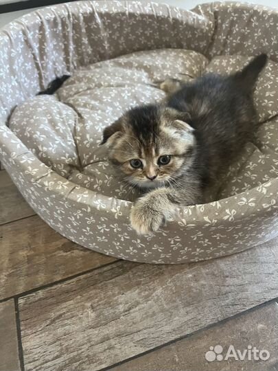 Шотландские котята