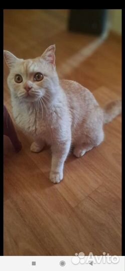 Шотландский котик