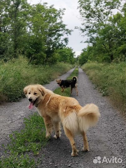 Две собаки друзьяшки в поисках дома