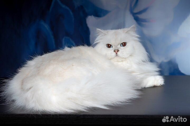 Британская серебристая длинношерстная шиншилла