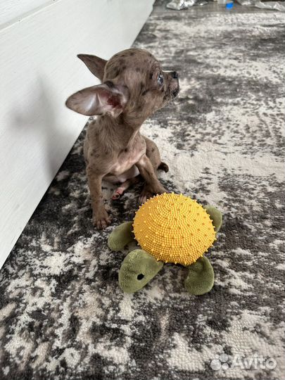 Девочка в эксклюзивном окрасе,голубые глазки